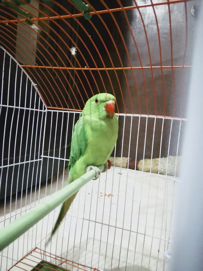 Green parrots female — photo 2