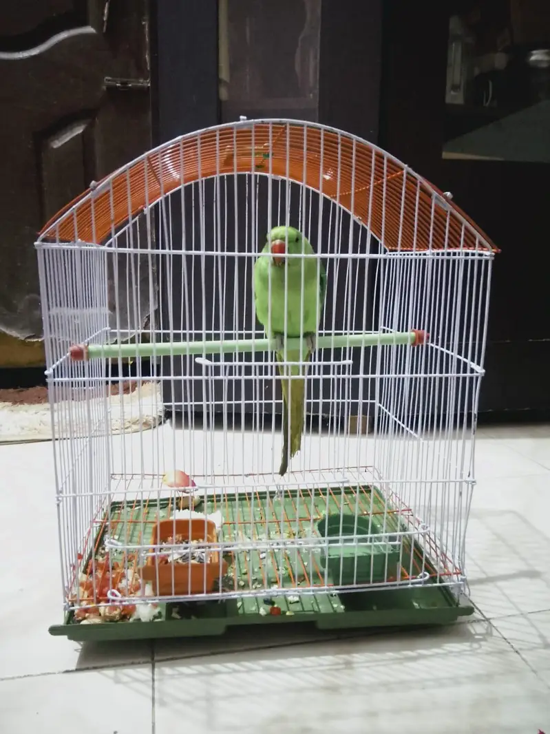 Green parrots female — photo 3