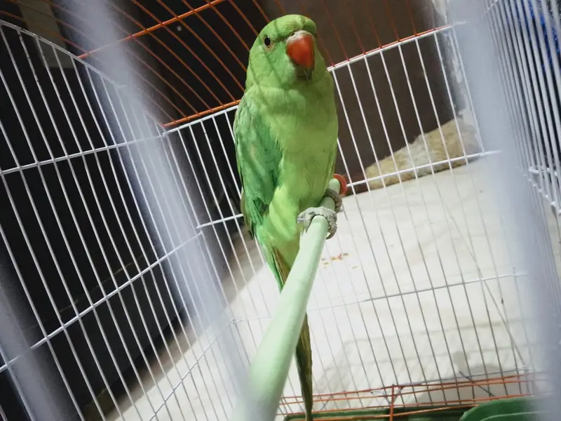 Green parrots female — photo 4