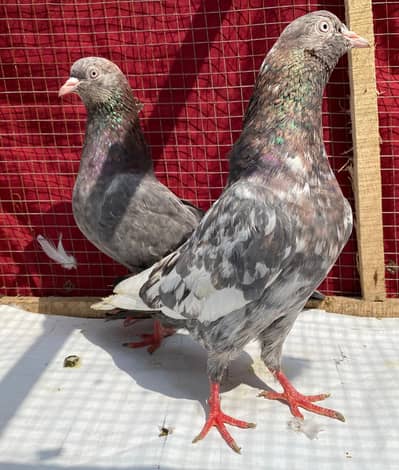 ambuer serha pigeons bredr pair