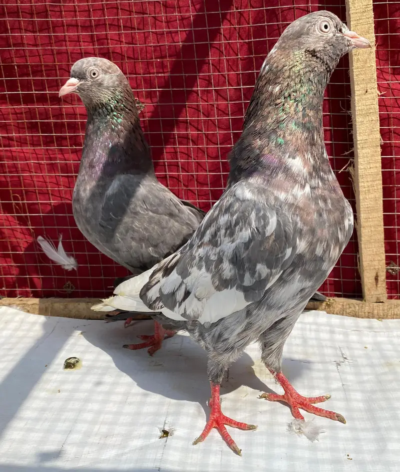 ambuer serha pigeons bredr pair
