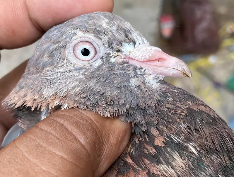 ambuer serha pigeons bredr pair — photo 2