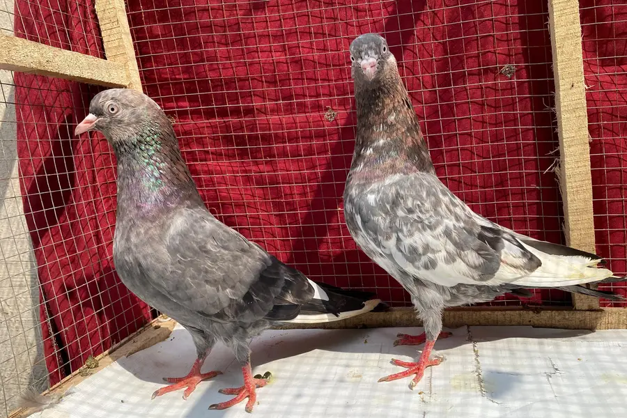 ambuer serha pigeons bredr pair — photo 3