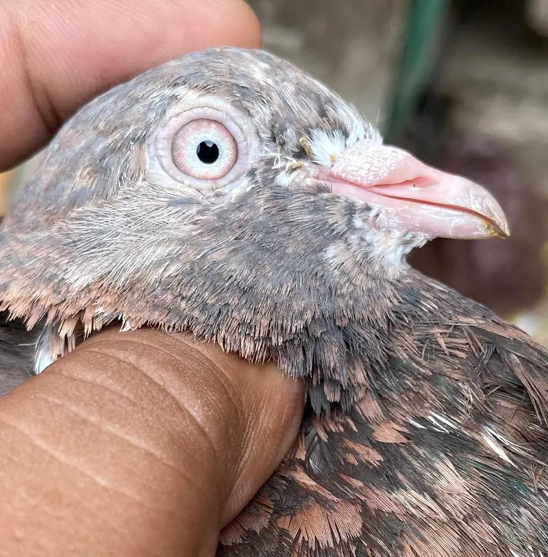 ambuer serha pigeons bredr pair — photo 4
