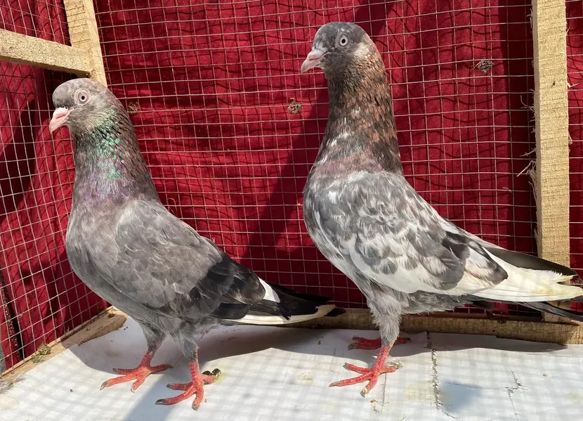 ambuer serha pigeons bredr pair — photo 6