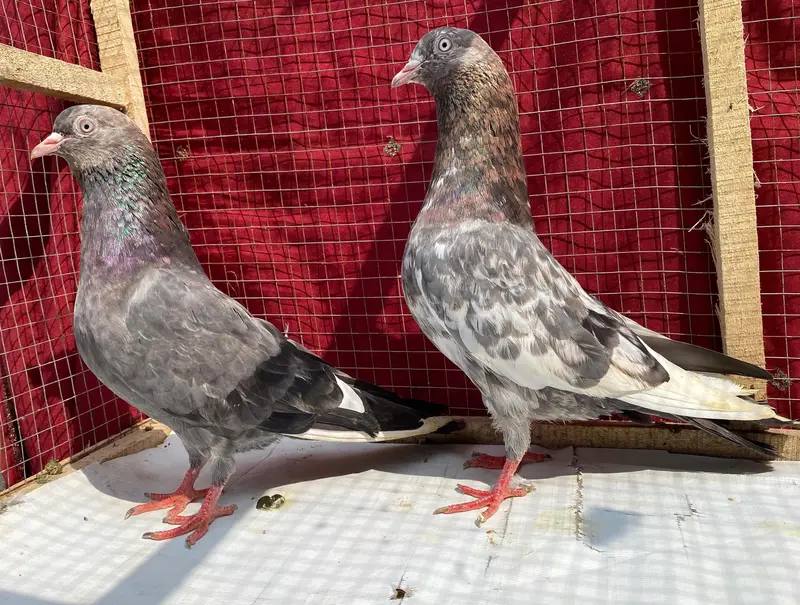 ambuer serha pigeons bredr pair — photo 7