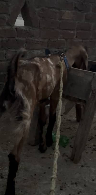 Dasi leella for sale