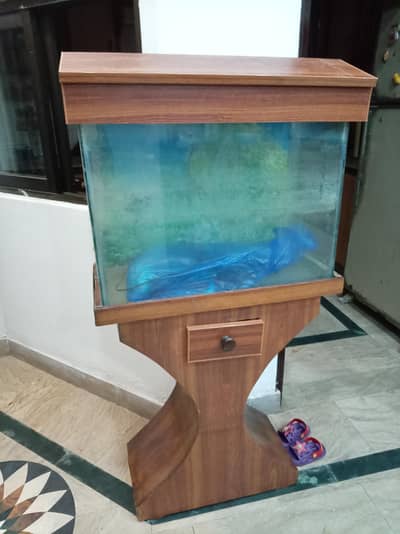 fish aquarium