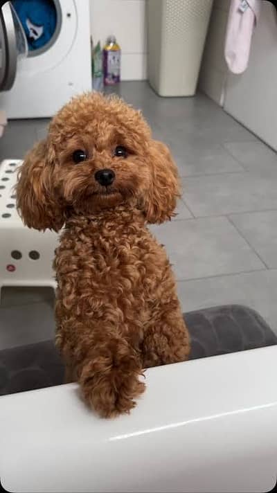 Toy Puddel Puppy Available
