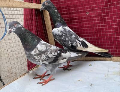 sabzcheena heno bredr pair avil