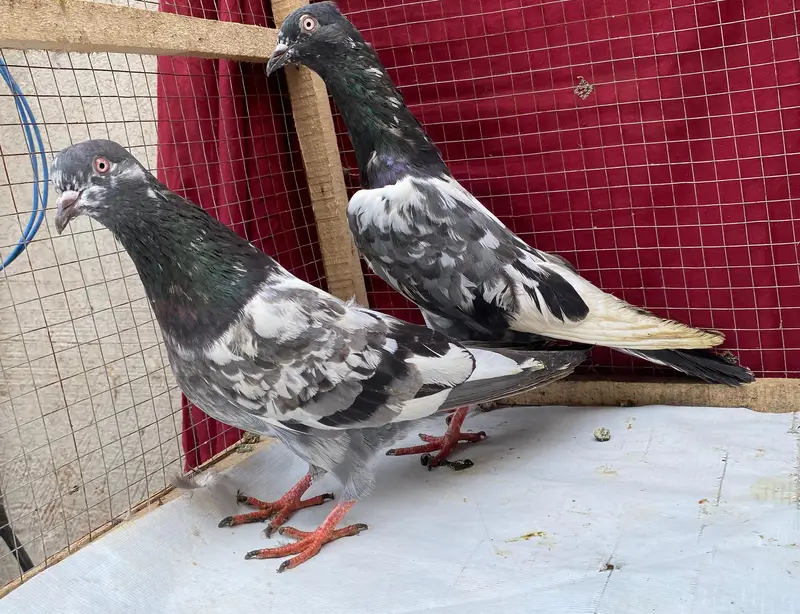 sabzcheena heno bredr pair avil