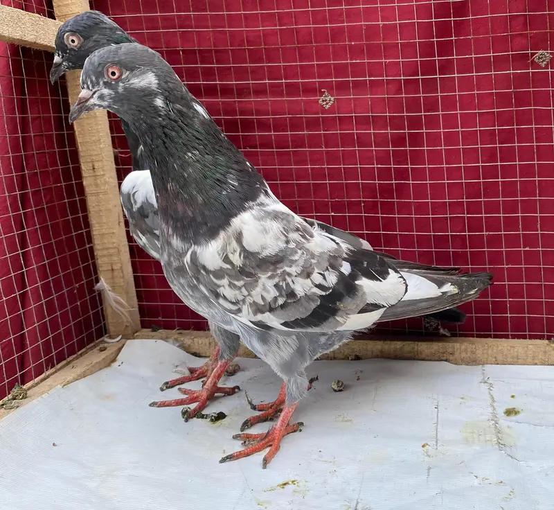 sabzcheena heno bredr pair avil — photo 7
