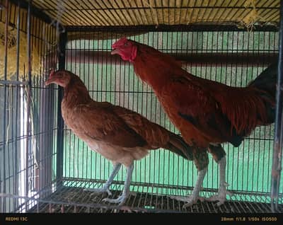 Hens For Sale
