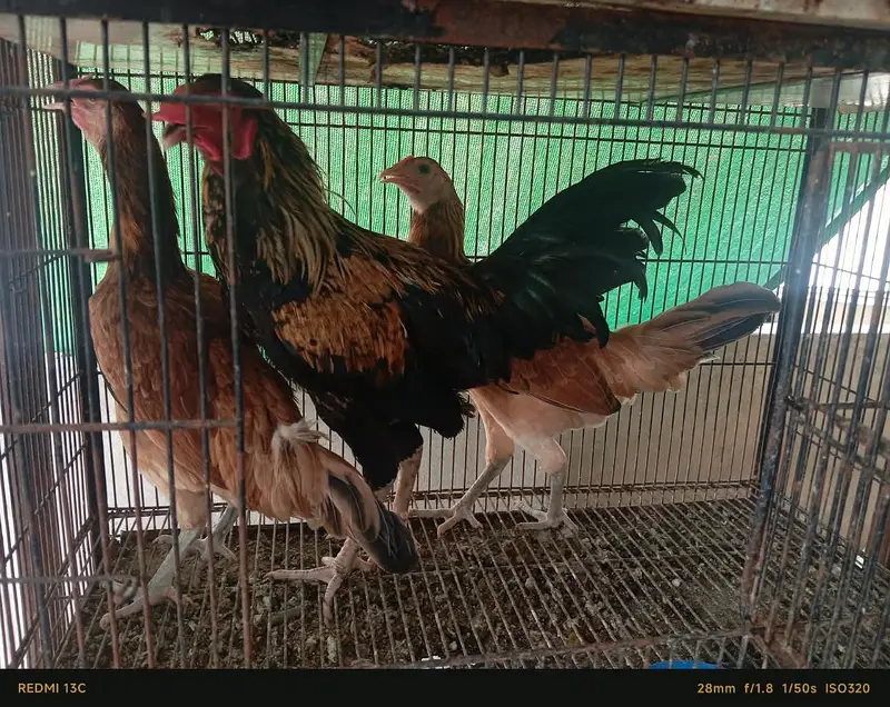 Hens For Sale — photo 2