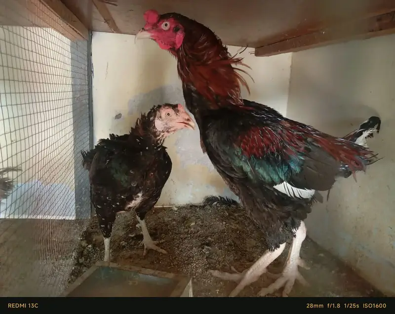 Hens For Sale — photo 3