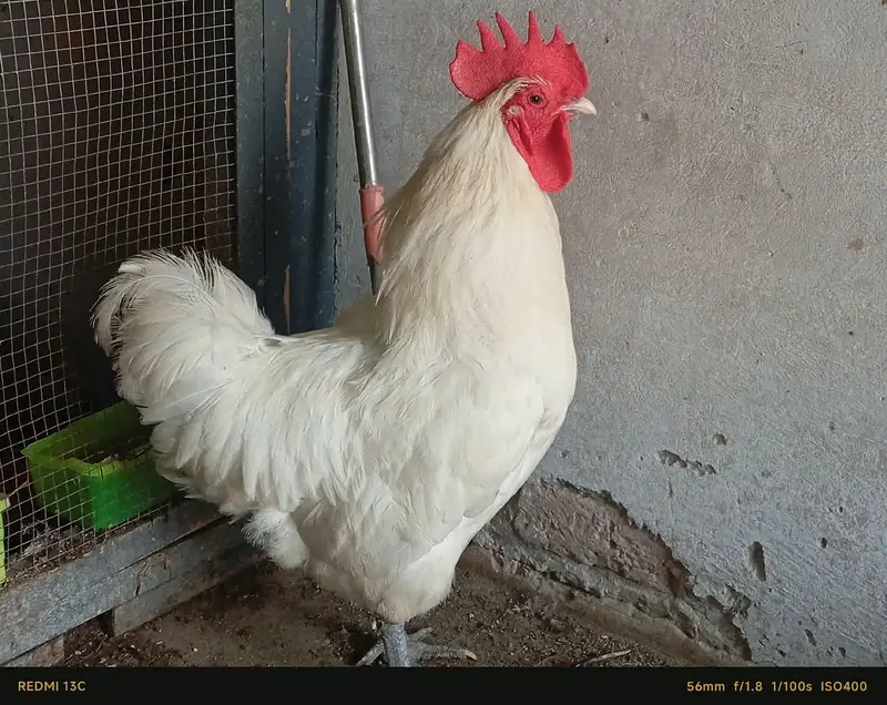 Hens For Sale — photo 4