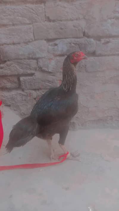 Surmai color Hai Mishri murgi Hai Roj Ek Anda Deti Hai