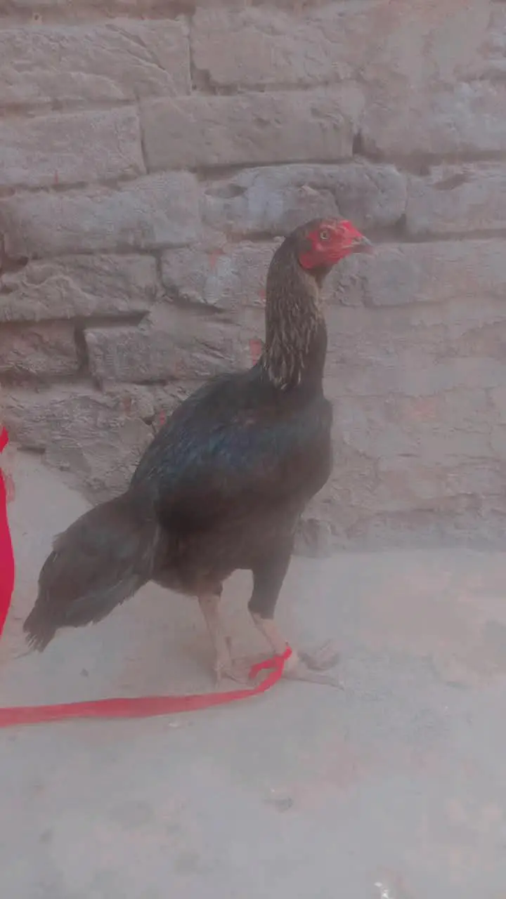 Surmai color Hai Mishri murgi Hai Roj Ek Anda Deti Hai