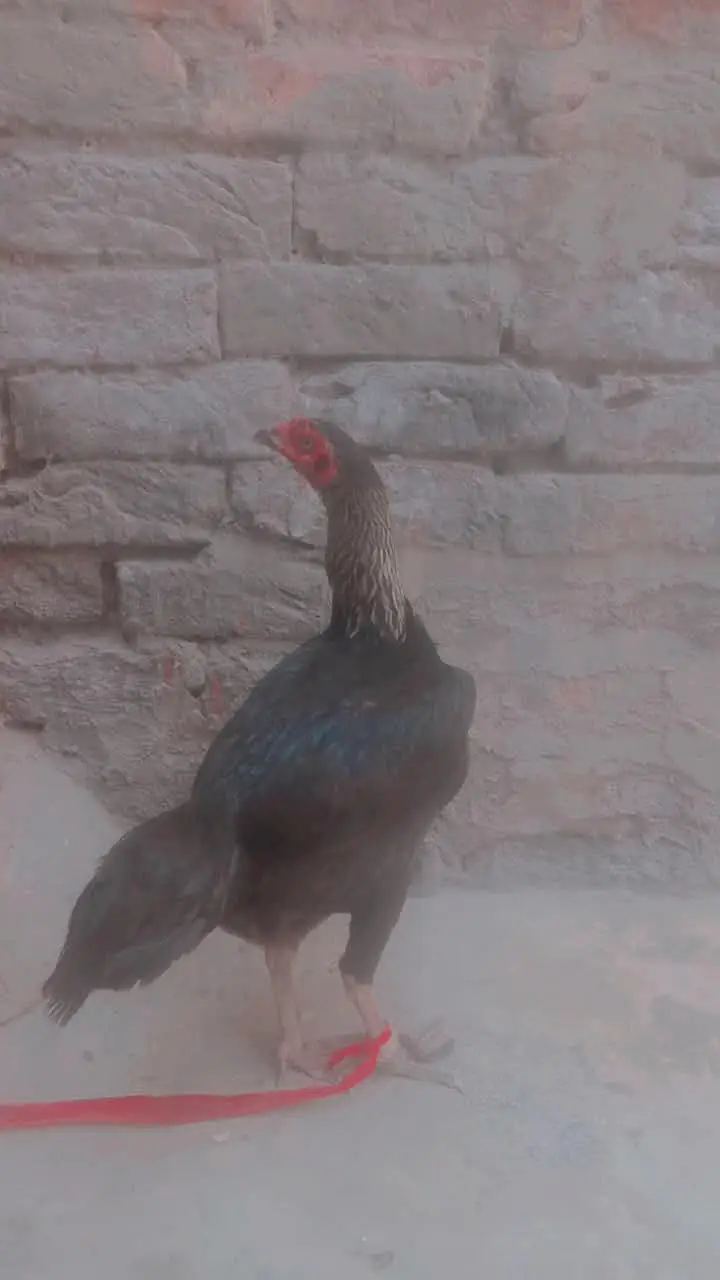 Surmai color Hai Mishri murgi Hai Roj Ek Anda Deti Hai — photo 2