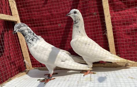 sailkoti bredr females avil