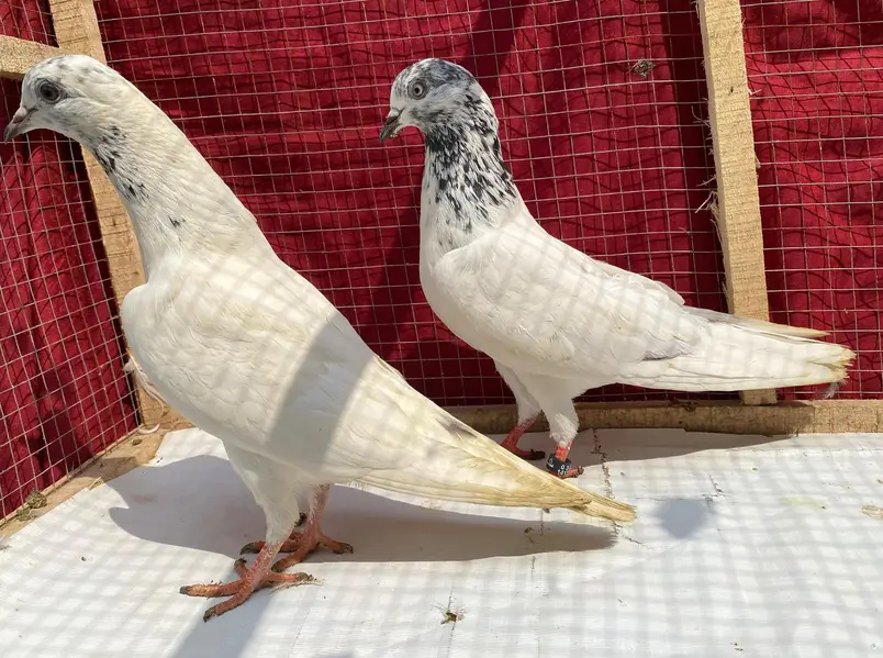 sailkoti bredr females avil — photo 3
