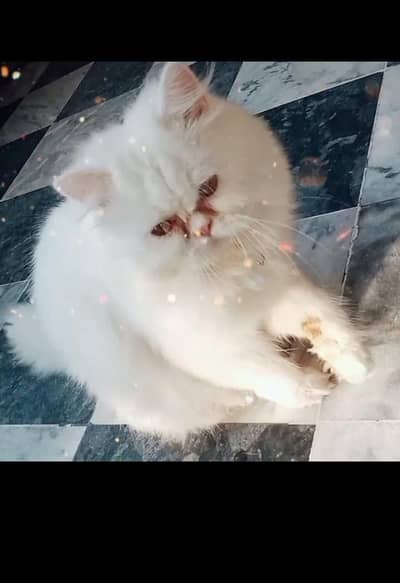 Persian cat