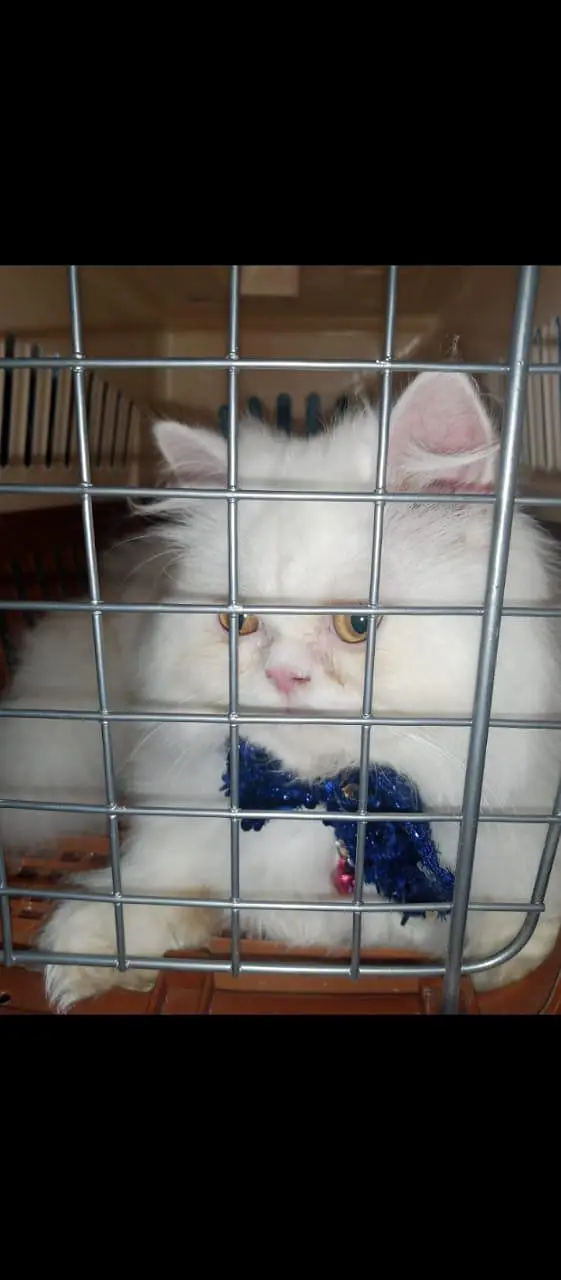 Persian cat — photo 2