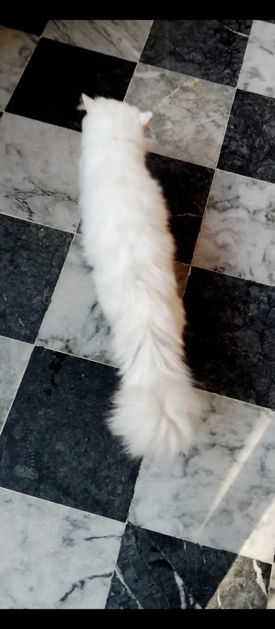 Persian cat — photo 3