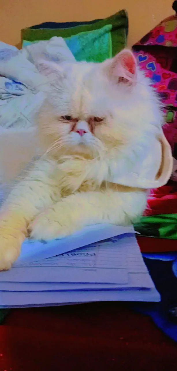 Persian cat — photo 4