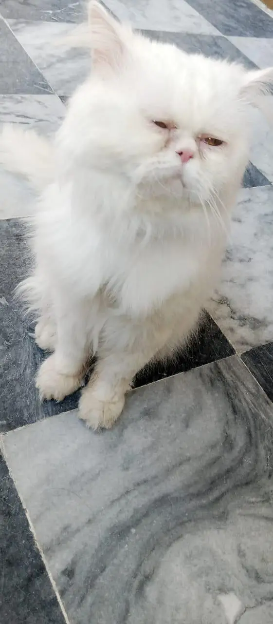 Persian cat — photo 5