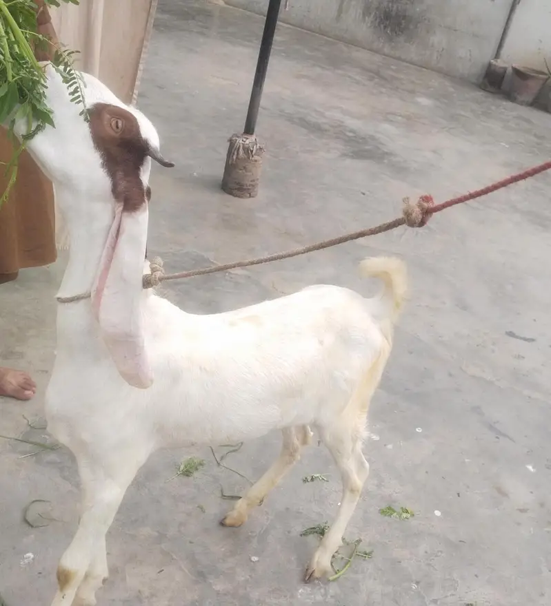 gulabi female fast time  lagi howi Gabban bakri available for sale — photo 2