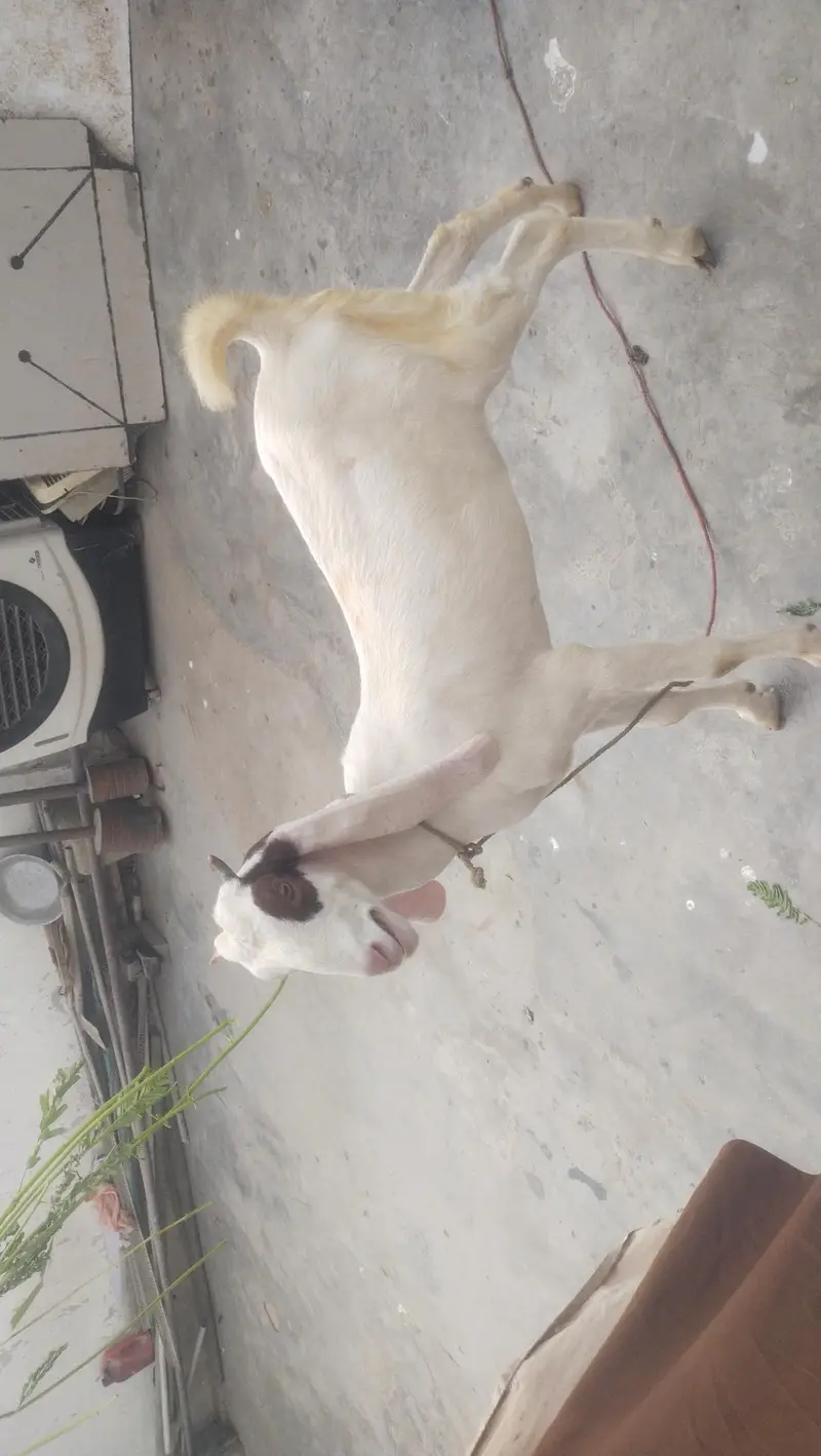gulabi female fast time  lagi howi Gabban bakri available for sale — photo 3