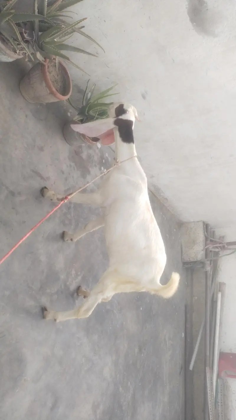 gulabi female fast time  lagi howi Gabban bakri available for sale — photo 4