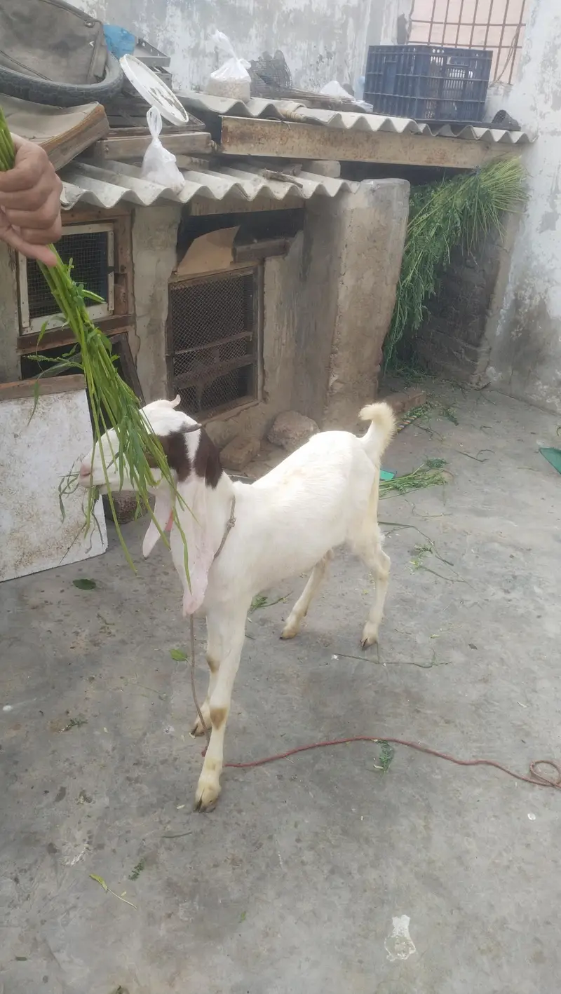 gulabi female fast time  lagi howi Gabban bakri available for sale — photo 5