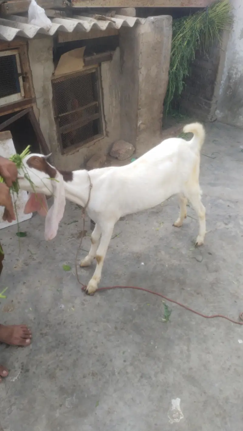 gulabi female fast time  lagi howi Gabban bakri available for sale — photo 6