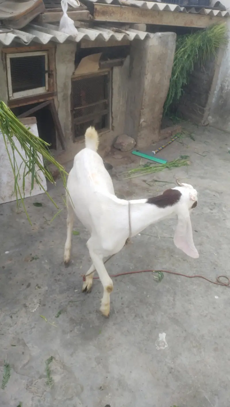 gulabi female fast time  lagi howi Gabban bakri available for sale — photo 7