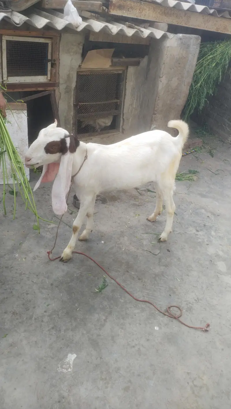 gulabi female fast time  lagi howi Gabban bakri available for sale — photo 8