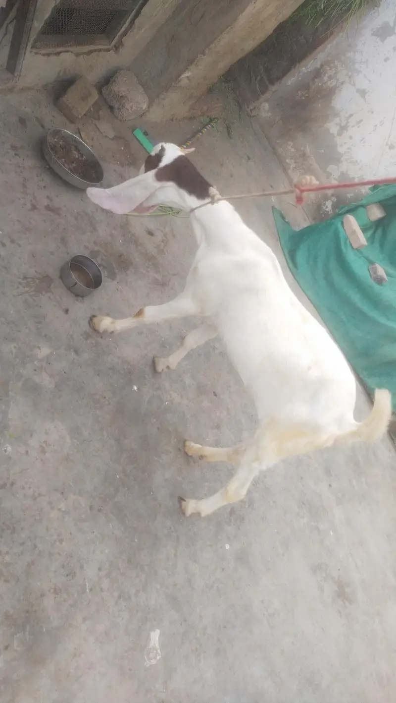 gulabi female fast time  lagi howi Gabban bakri available for sale — photo 9