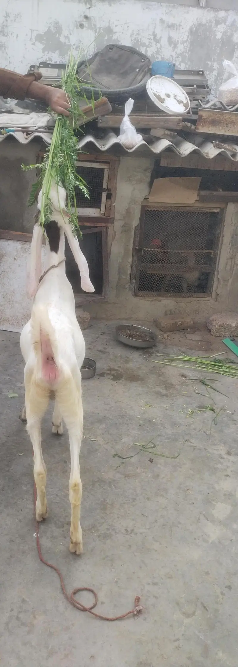gulabi female fast time  lagi howi Gabban bakri available for sale — photo 10