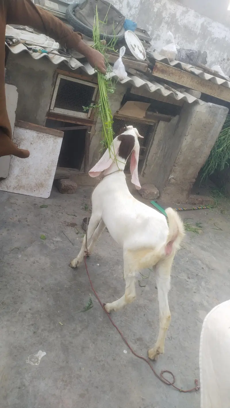 gulabi female fast time  lagi howi Gabban bakri available for sale — photo 11