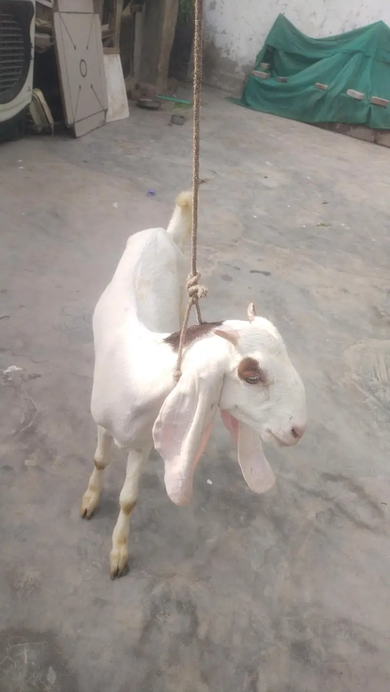 gulabi female fast time  lagi howi Gabban bakri available for sale — photo 12
