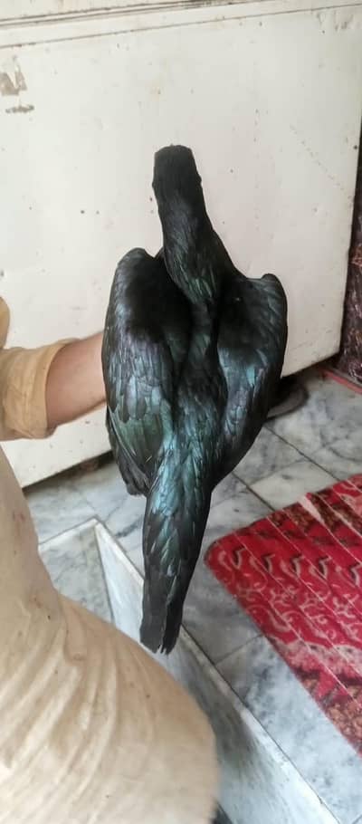 aseel pathi