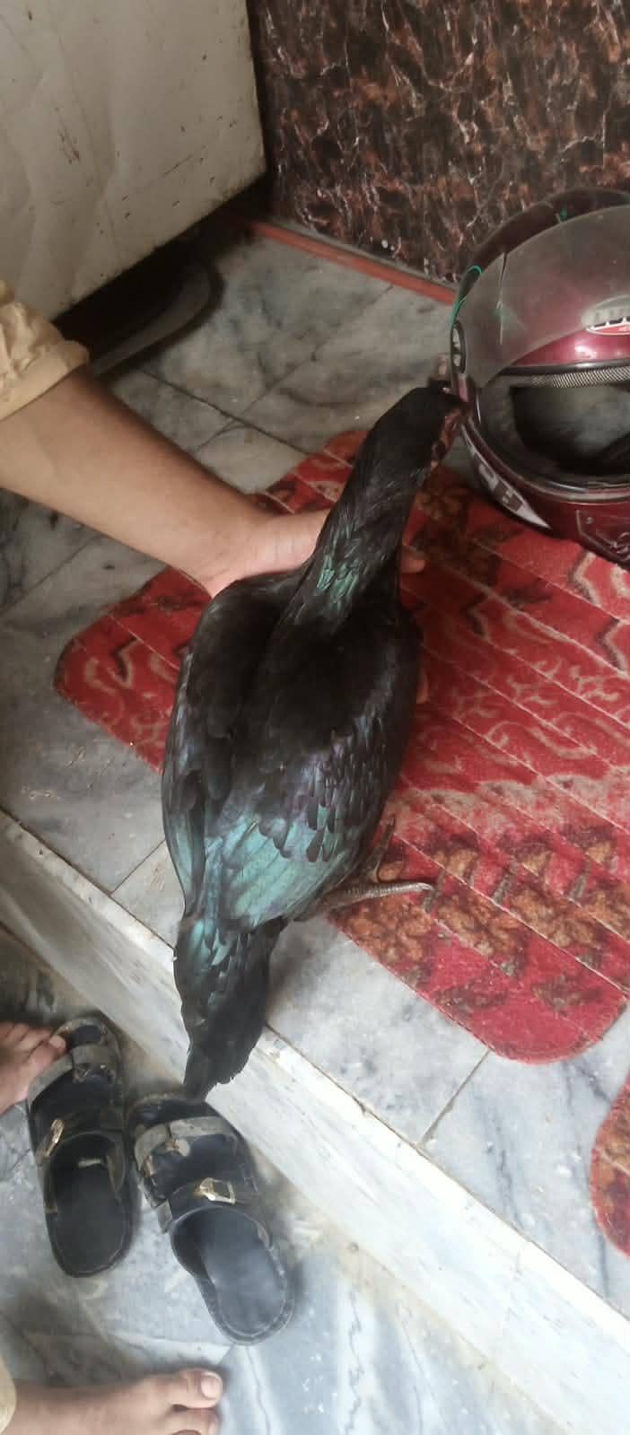 aseel pathi 6