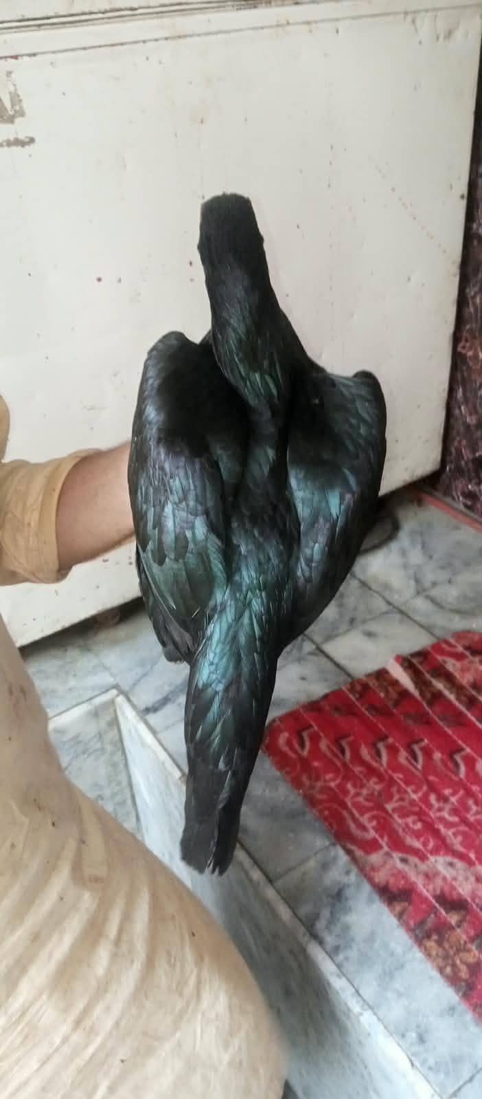 aseel pathi 8