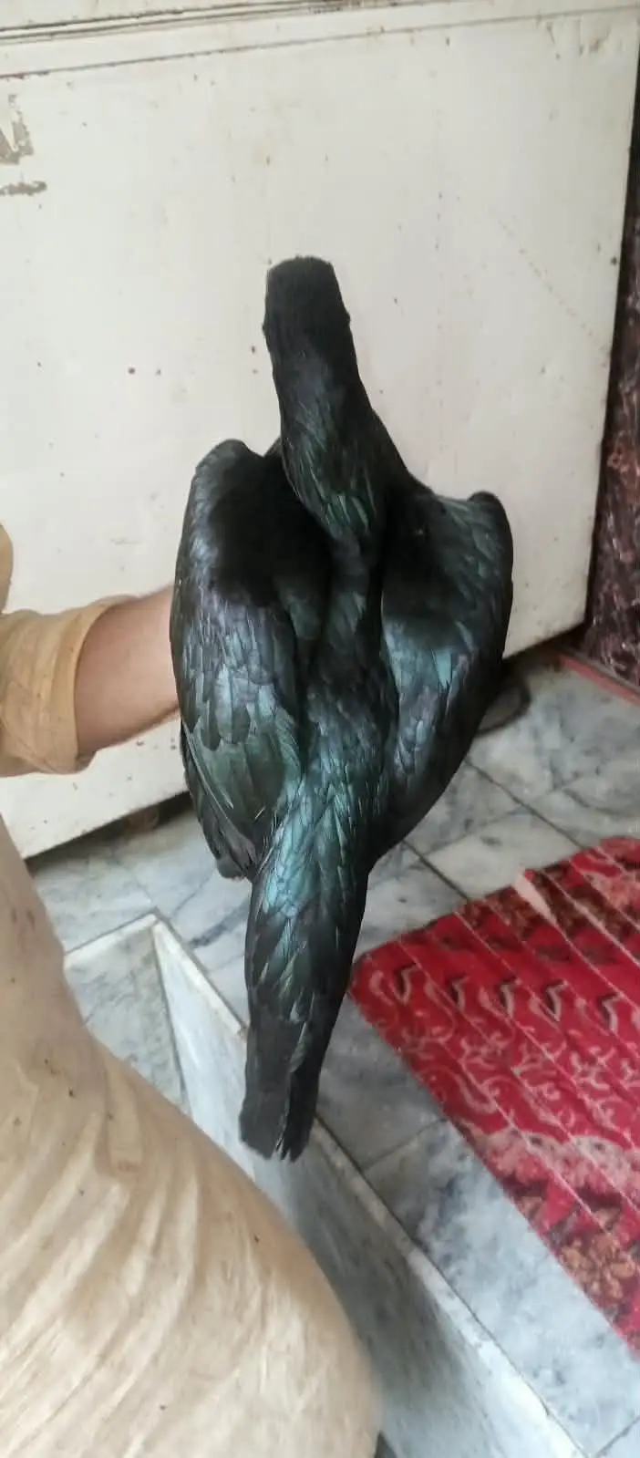 aseel pathi — photo 9