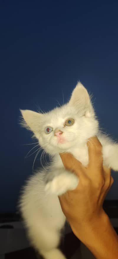 cat,s