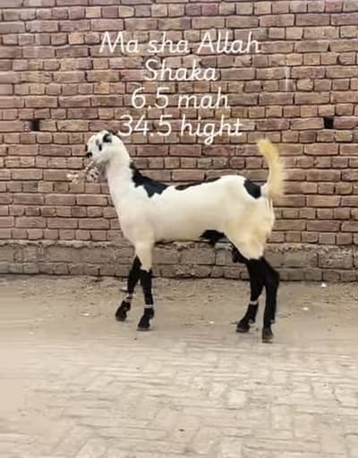 Ma sha Allah achi quality ke bakre lene ke lyea rabta kren