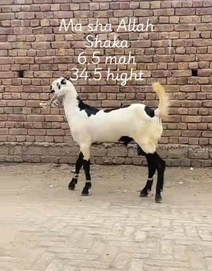 Ma sha Allah achi quality ke bakre lene ke lyea rabta kren