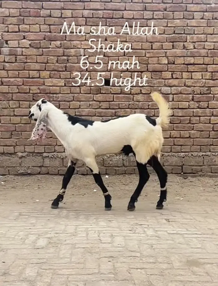 Ma sha Allah achi quality ke bakre lene ke lyea rabta kren — photo 2