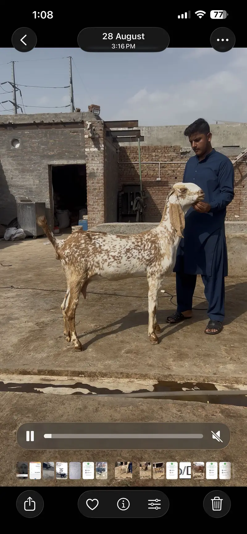 Ma sha Allah achi quality ke bakre lene ke lyea rabta kren — photo 3